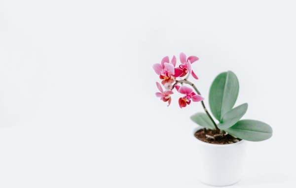 Горшок с розовыми цветами орхидеи на сером фоне