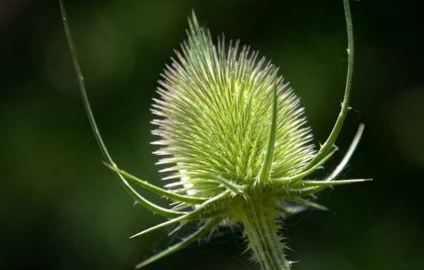 Колючий цветок ворсянка крупным планом