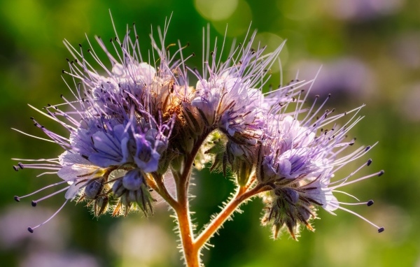 Фиолетовый цветок Фацелия крупным