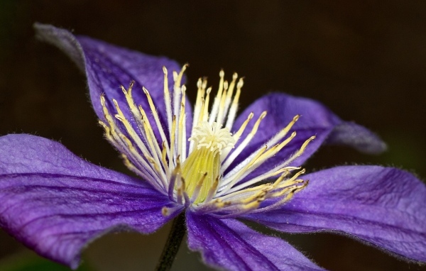 Фиолетовый цветок клематиса крупным планом