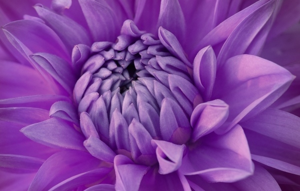 Фиолетовый цветок георгина крупным планом