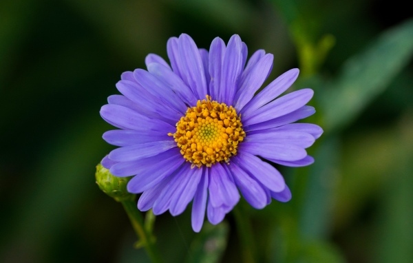 Фиолетовый цветок садовой астры