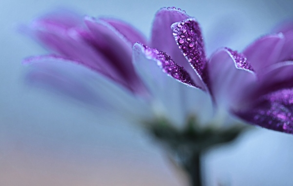 Лепестки фиолетовой герберы в каплях росы