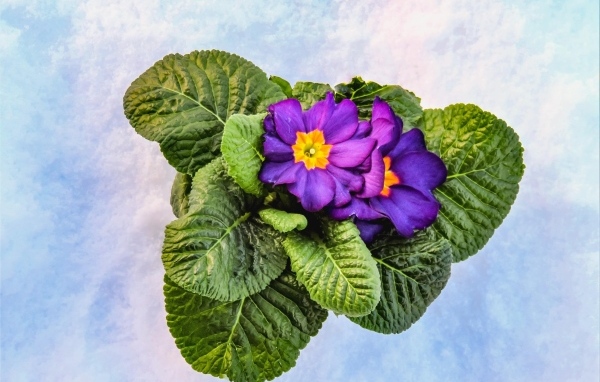 Фиолетовый комнатный цветок примула с зелеными листьями
