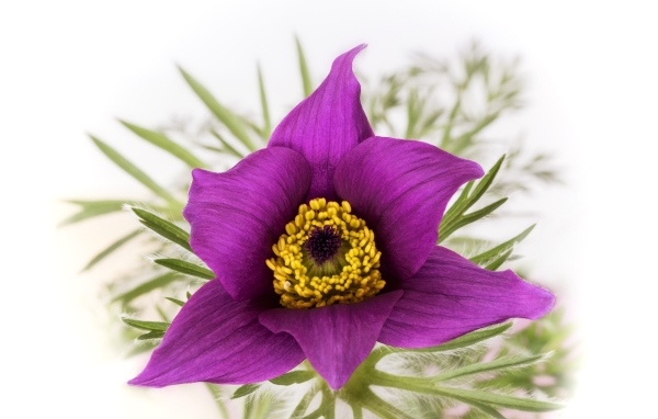 Фиолетовый цветок прострела на белом фоне