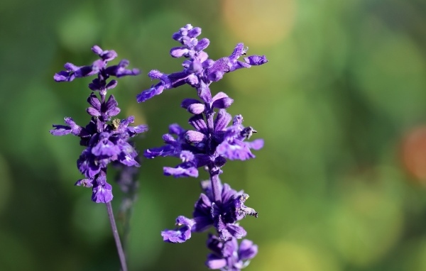 Фиолетовые цветы шалфея крупным планом