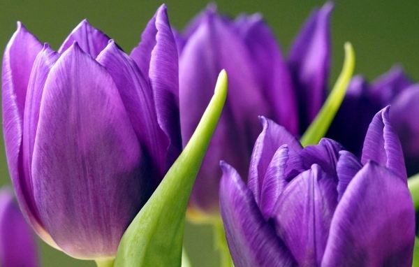 Фиолетовые тюльпаны крупным планом