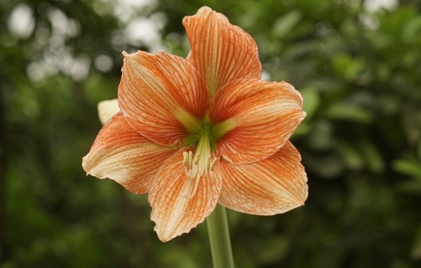 Красный цветок амариллиса крупным планом