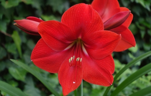 Красный цветок амариллис крупным планом