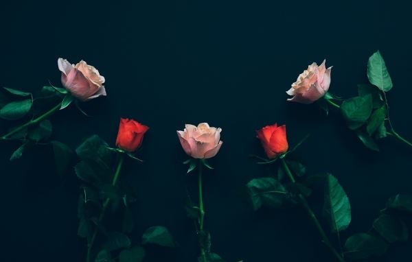 Красные и розовые розы на черном фоне
