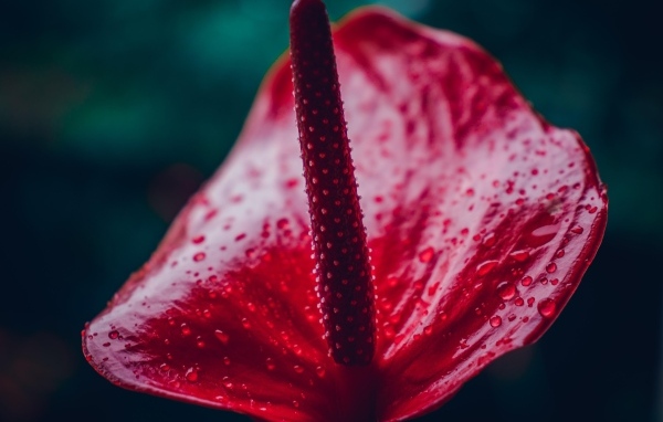 Красный цветок антуриум крупным планом