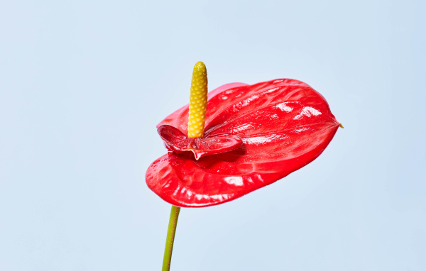 Красный цветок антуриум на сером фоне