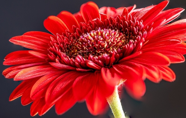 Красный красивый цветок герберы крупным планом