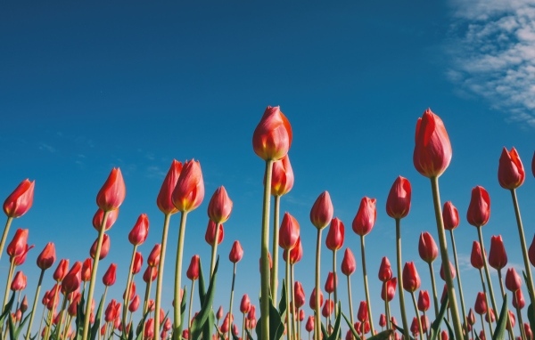 Красные красивые тюльпаны под голубым небом 