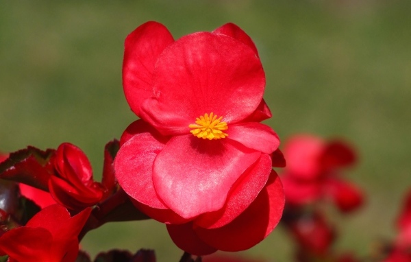 Красные цветы бегонии крупным планом