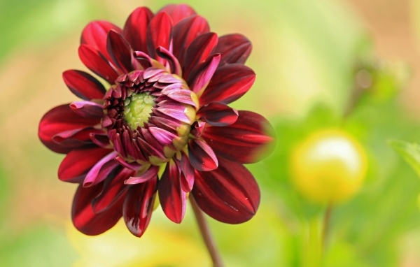 Красный цветок георгина крупным планом