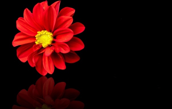 Красный цветок георгина на черном фоне