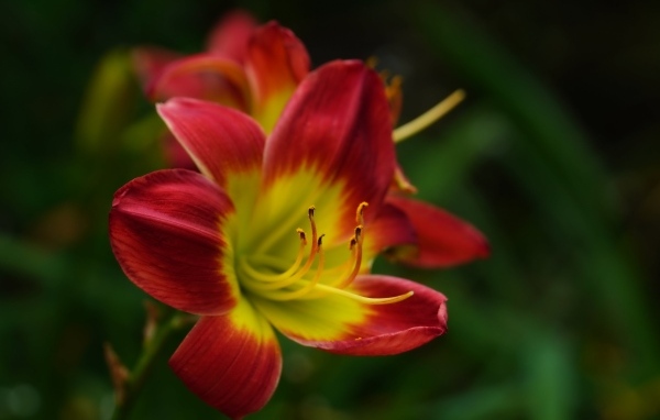 Красный цветок лилейника с желтой серединкой