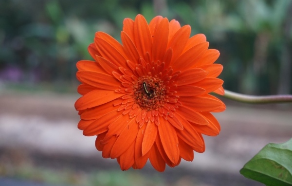 Красная нежная гербера с тонким стеблем