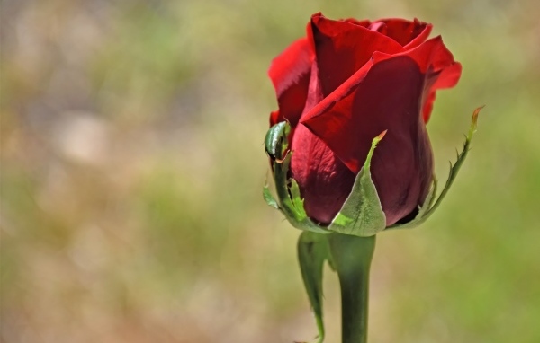 Красная английская роза крупным планом