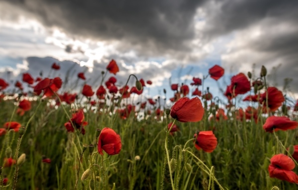 Красный полевой мак под грозовым небом