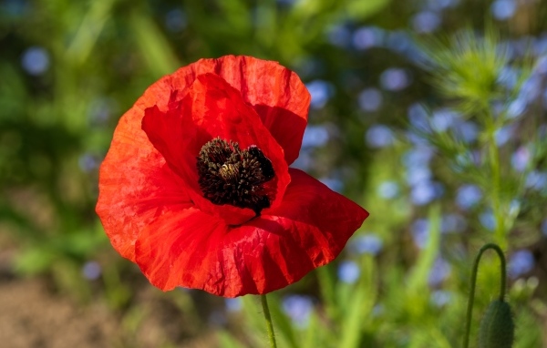 Красный полевой мак с черной серединкой