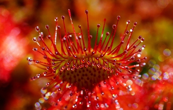 Красный цветок мухоловка