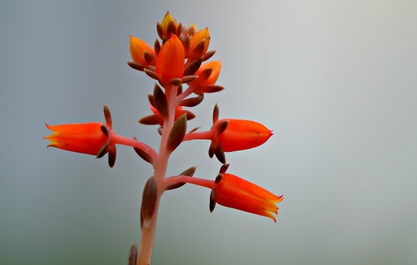 Красный цветок на сером фоне 