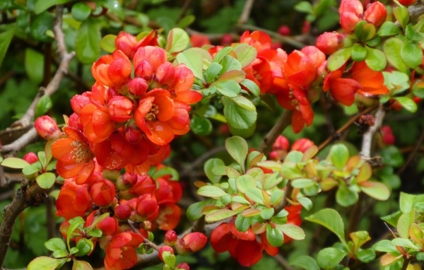 Красные цветы японской айвы на кустарнике