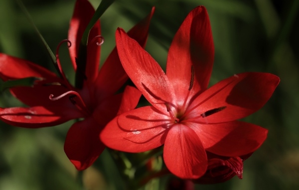 Красные цветы hesperantha семейства ирисовых