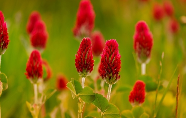 Красные цветы полевого клевера