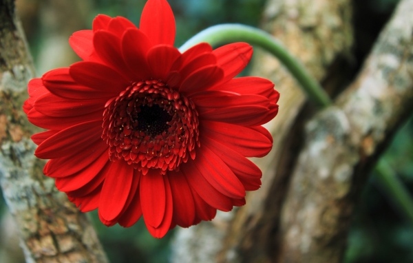 Красный цветок герберы на дереве