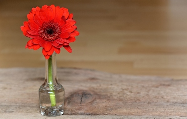Красная гербера в стеклянной бутылке