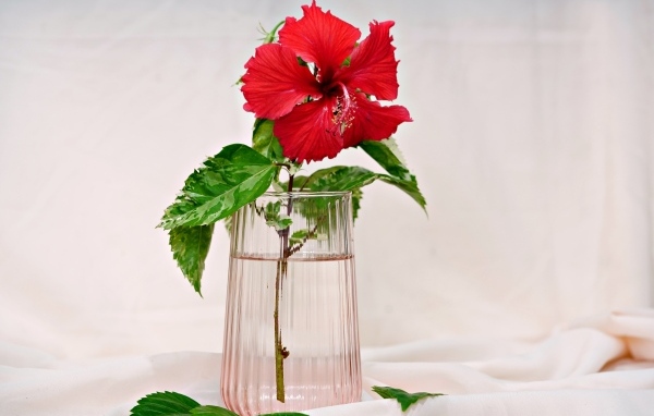 Красный цветок гибискуса в вазе на столе