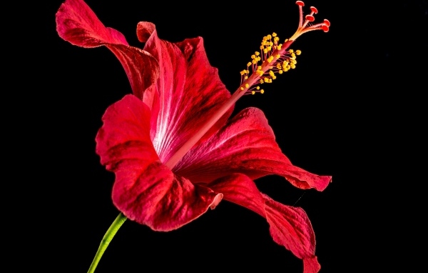 Красный цветок гибискуса на черном фоне