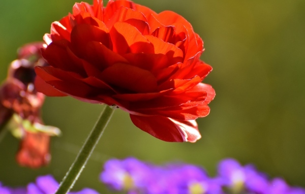 Красный пышный цветок лютика