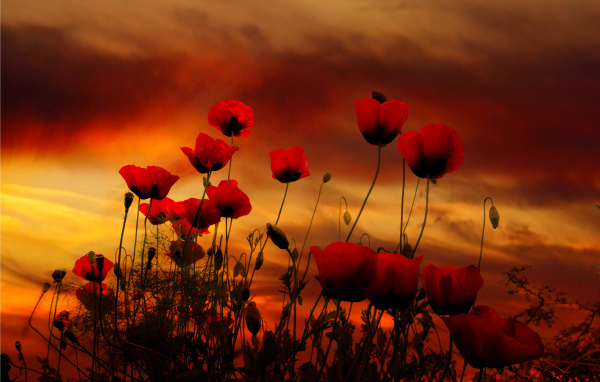 Красные маки на фоне неба на закате