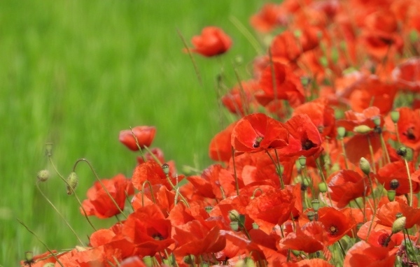 Красные маки на поле в зеленой траве летом