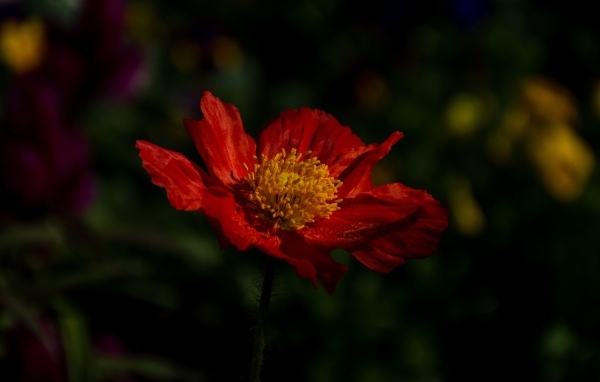 Красный цветок мака в лучах света