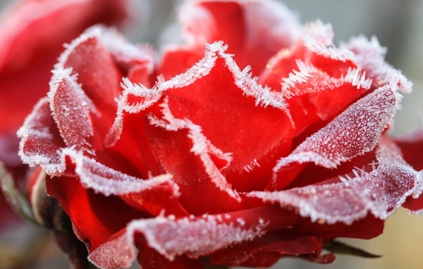 Красная роза покрыта инеем крупным планом