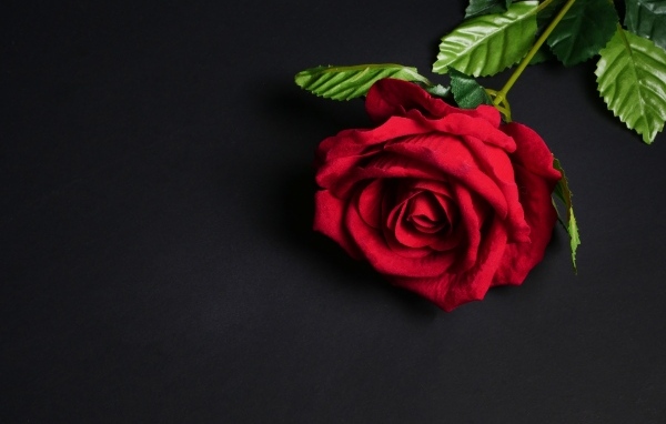 Красный цветок розы на черном фоне