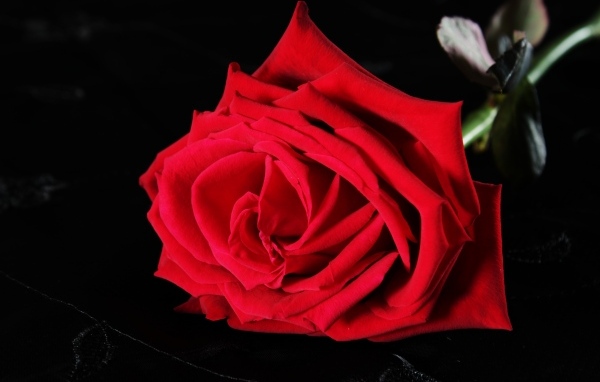 Красная роза на черном фоне