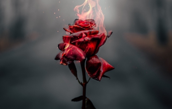 Красная роза в огне