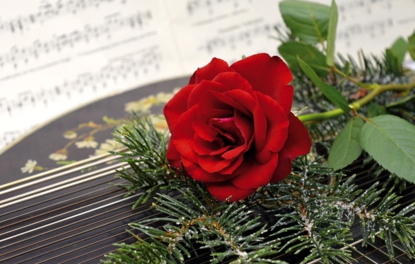 Красная роза с еловыми ветками на нотах 