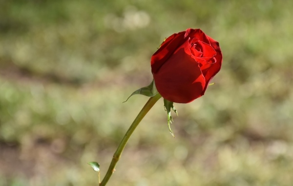 Красная роза с ароматными лепестками