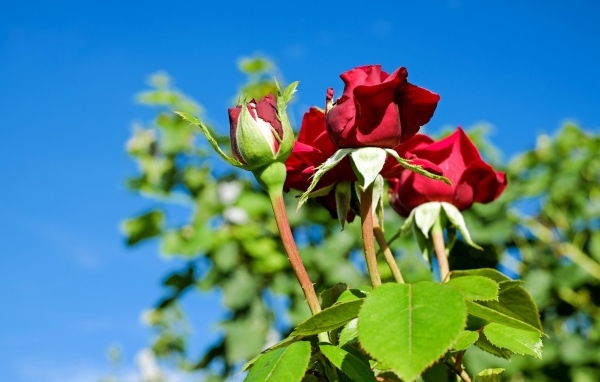 Красные розы на клумбе на фоне голубого неба