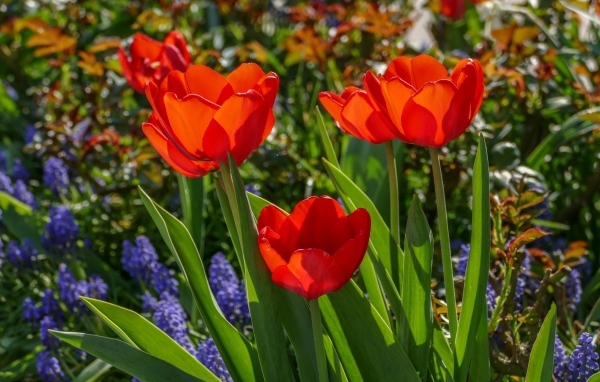 Красные весенние тюльпаны на клумбе