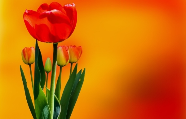 Красный тюльпан с бутонами на оранжевом фоне