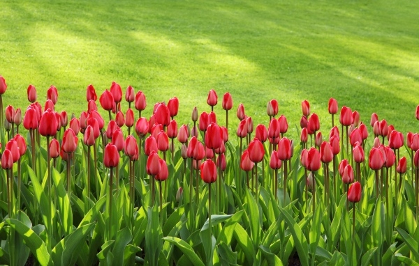 Красные тюльпаны на клумбе у зеленого газона