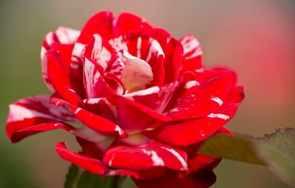 Красный с белым цветок розы крупным планом